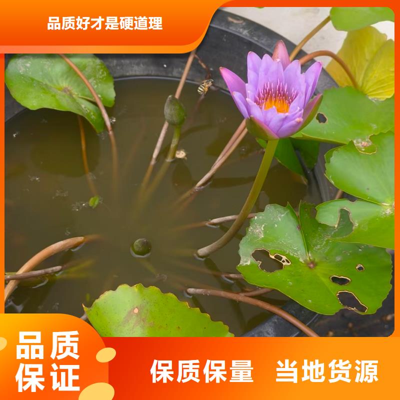 睡莲苗,鱼缸睡莲苗客户信赖的厂家