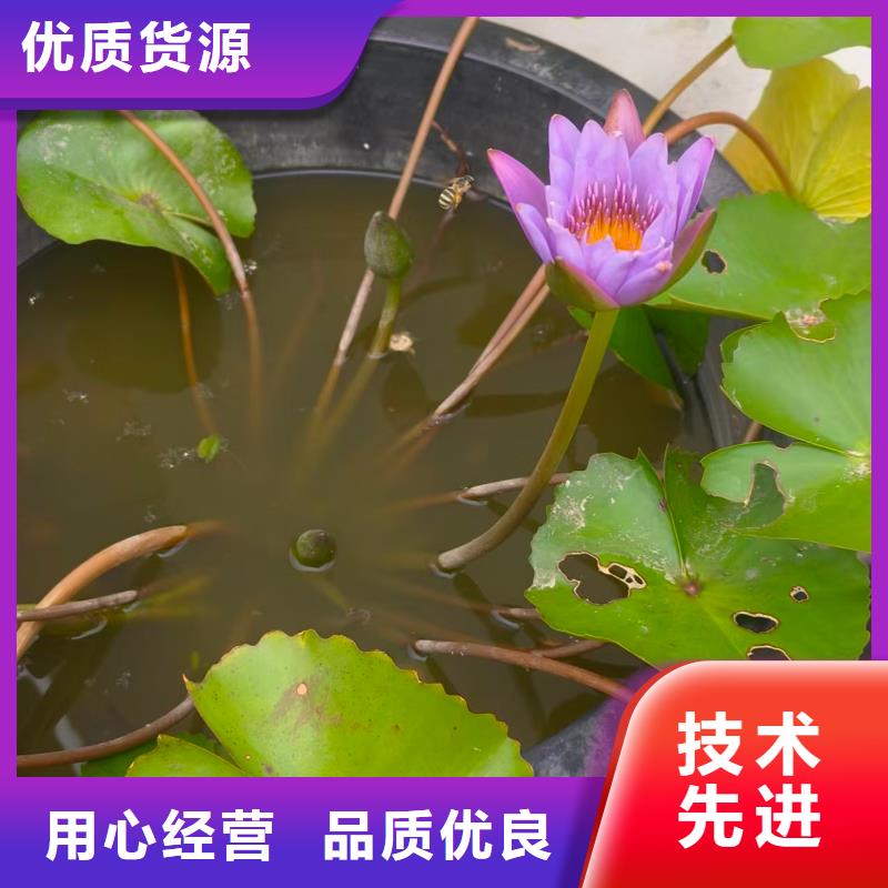 睡莲苗大花睡莲苗匠心品质