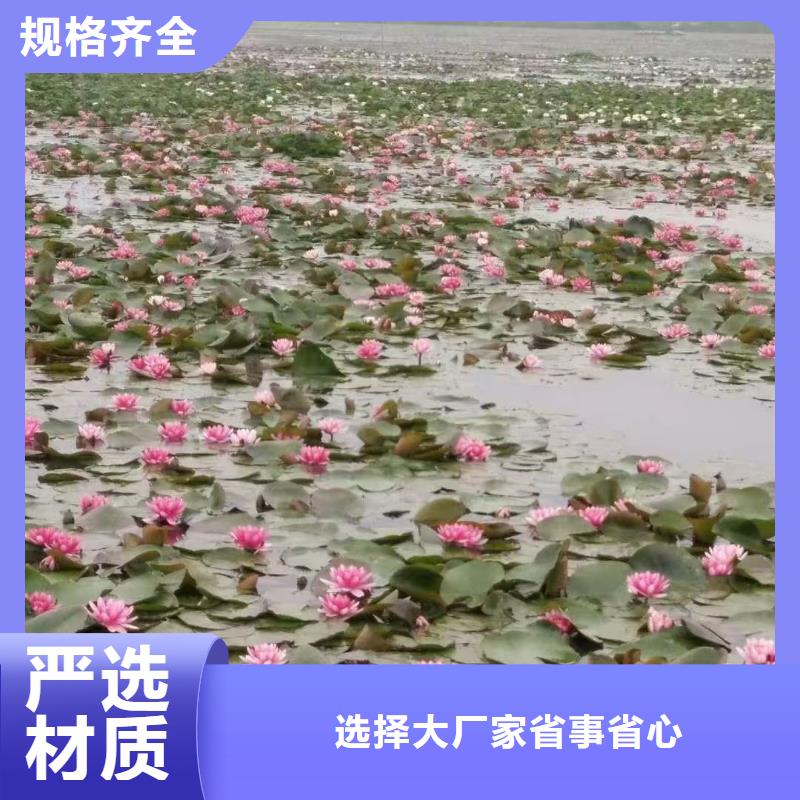 睡莲苗块茎睡莲苗多种规格可选