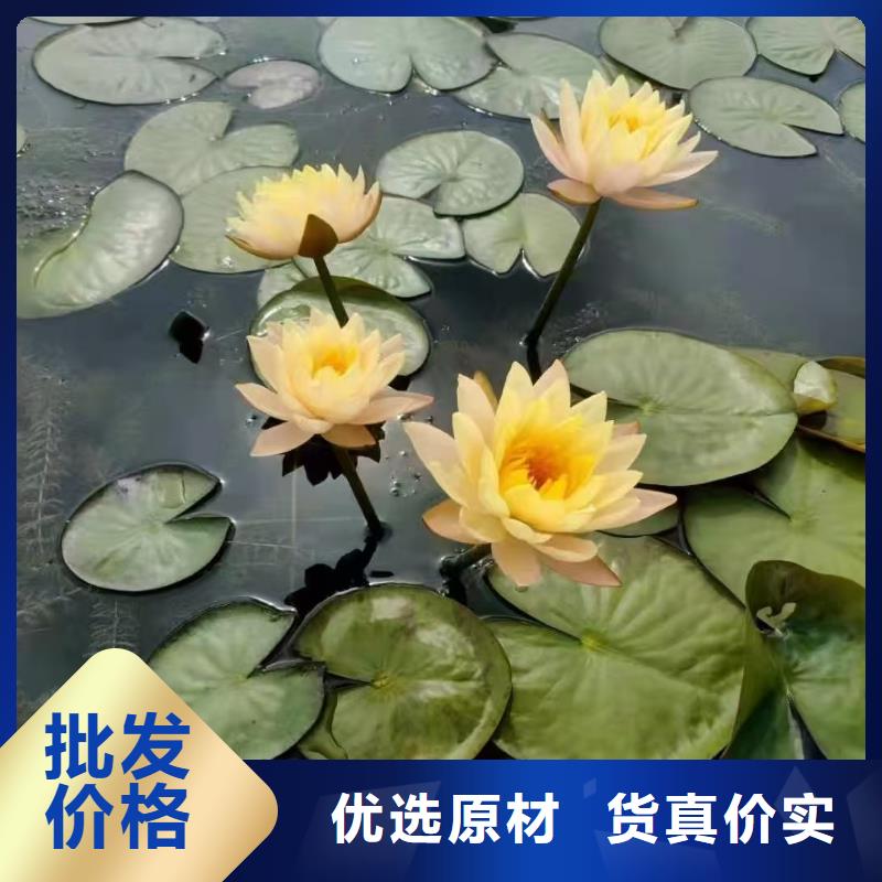 睡莲苗,微型睡莲苗当地货源