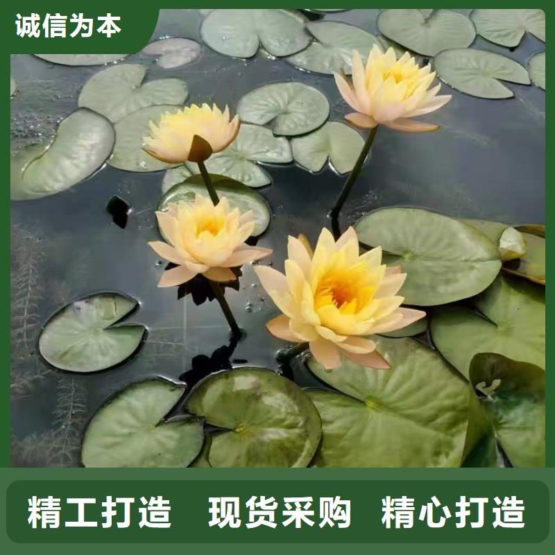睡莲苗,微型睡莲苗当地货源