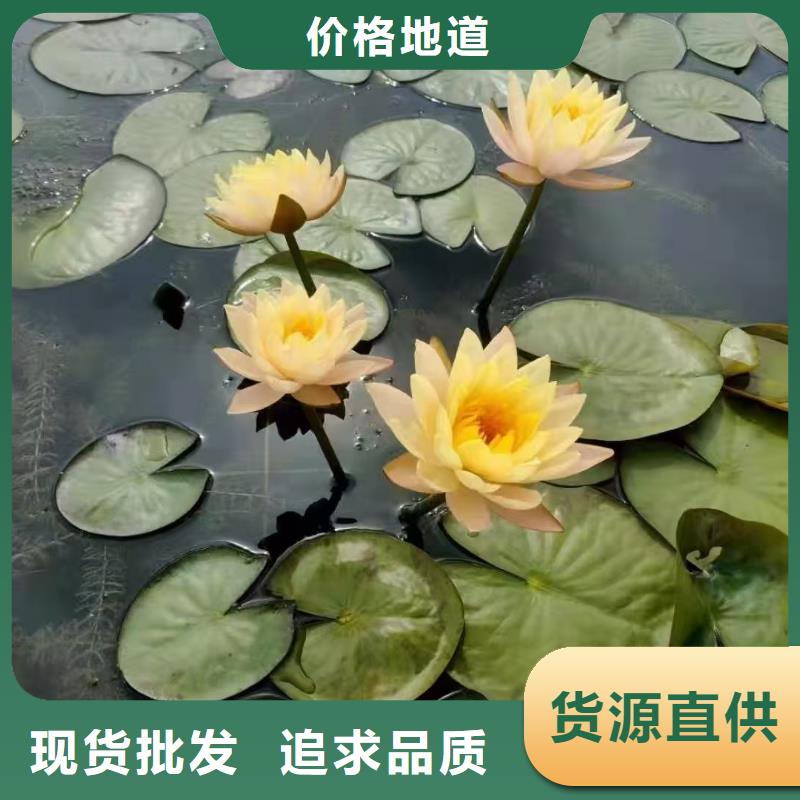 睡莲苗,鱼缸睡莲苗客户信赖的厂家