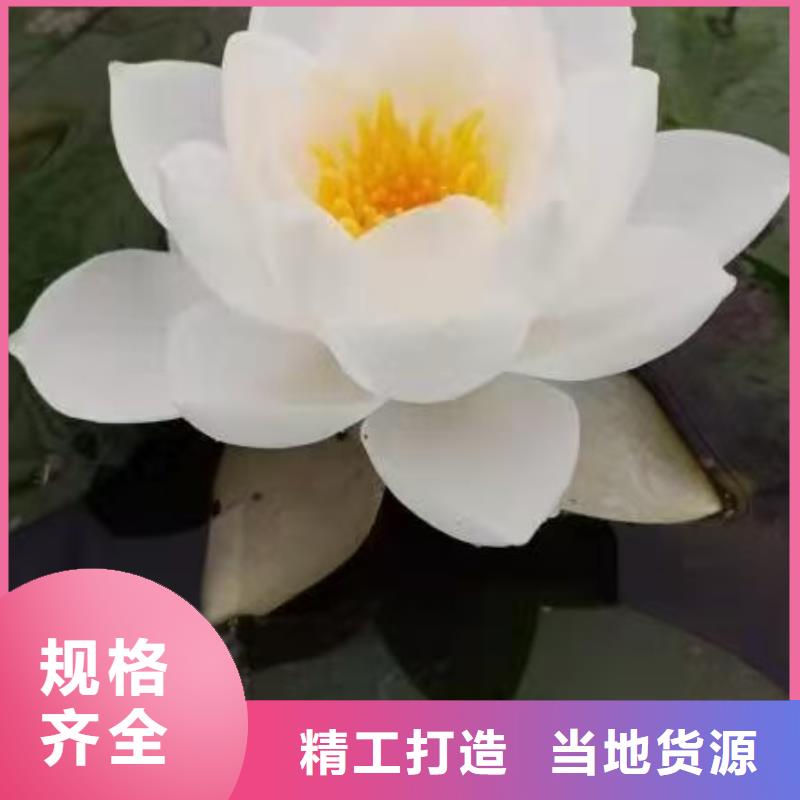 睡莲苗观赏睡莲苗实力公司