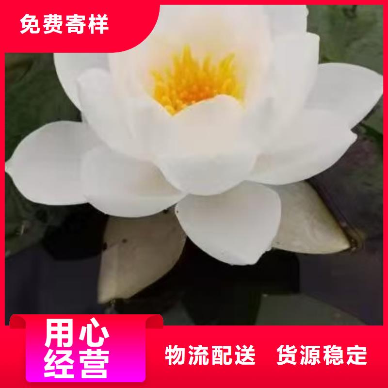 睡莲苗,鱼缸睡莲苗客户信赖的厂家