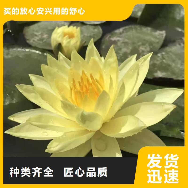 睡莲苗-进口睡莲苗物美价优