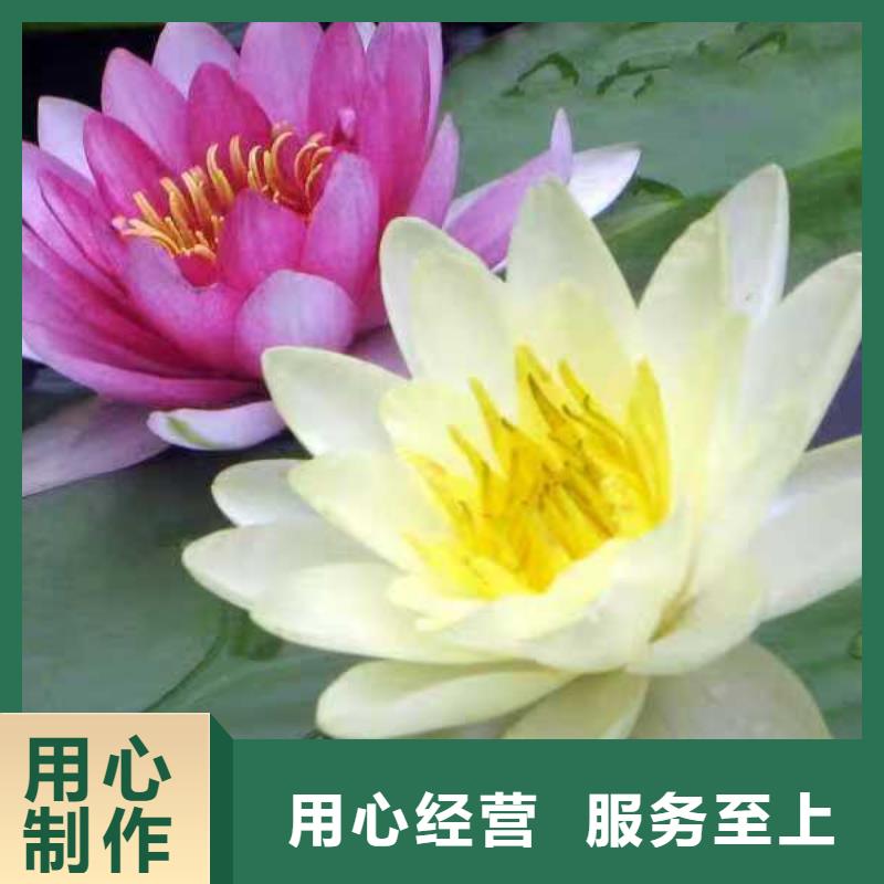 睡莲苗_粉色睡莲苗自有生产工厂