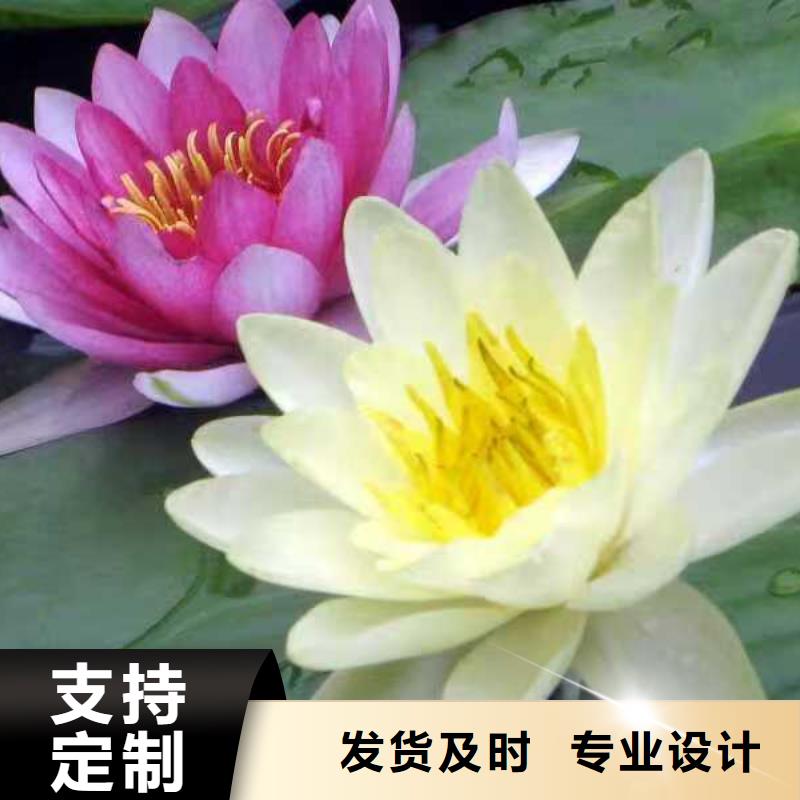 睡莲苗,微型睡莲苗当地货源