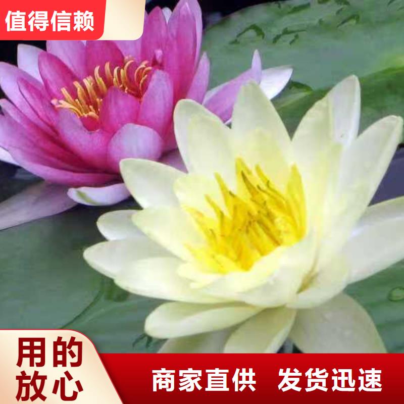 睡莲苗-进口睡莲苗物美价优