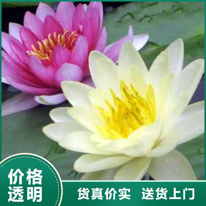 睡莲苗大花睡莲苗匠心品质