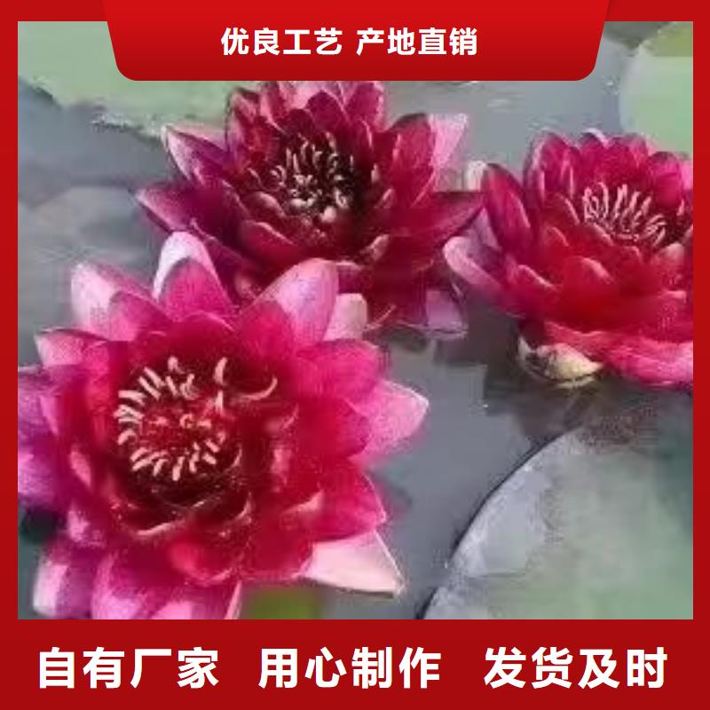 睡莲苗,鱼缸睡莲苗客户信赖的厂家
