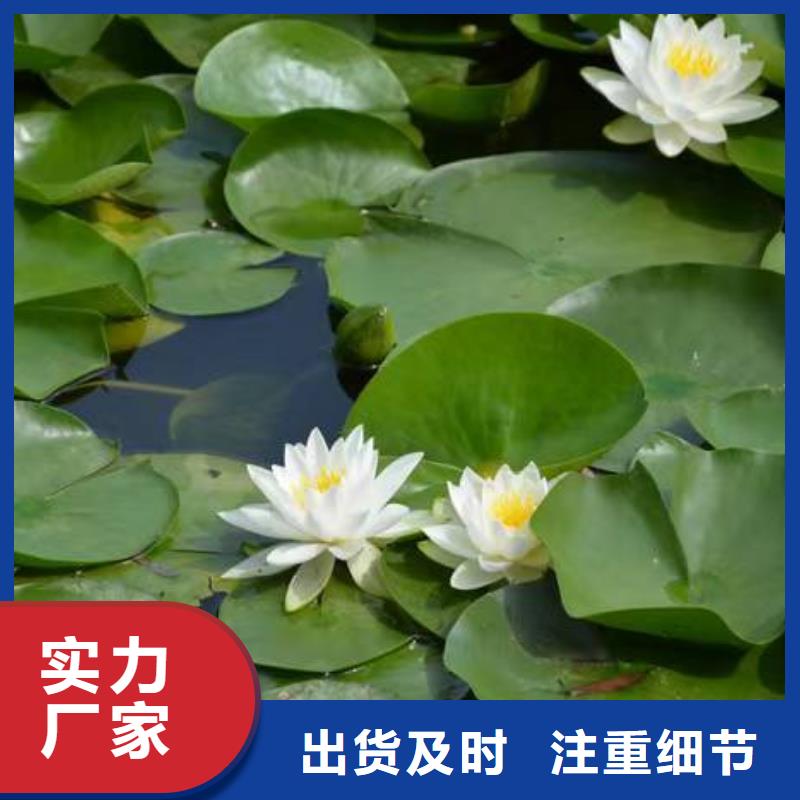 睡莲苗观赏睡莲苗实力公司