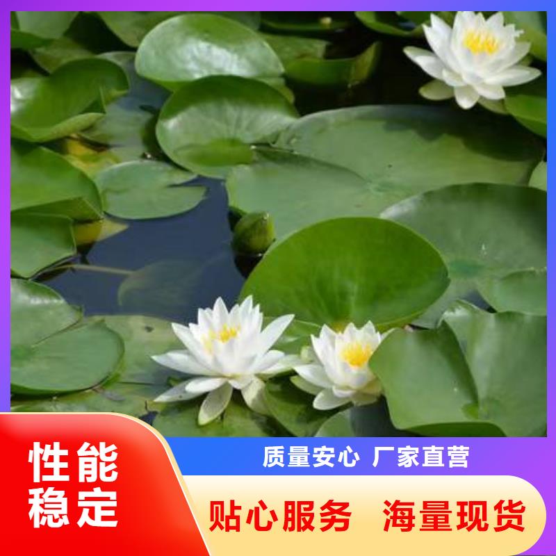 睡莲苗-进口睡莲苗物美价优