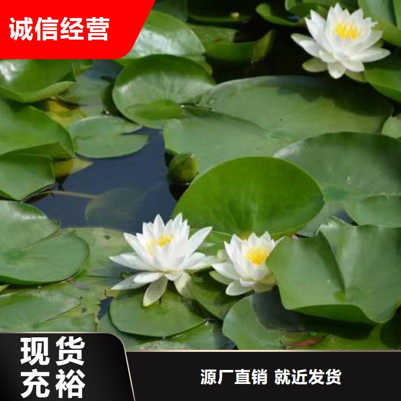 睡莲苗_粉色睡莲苗自有生产工厂