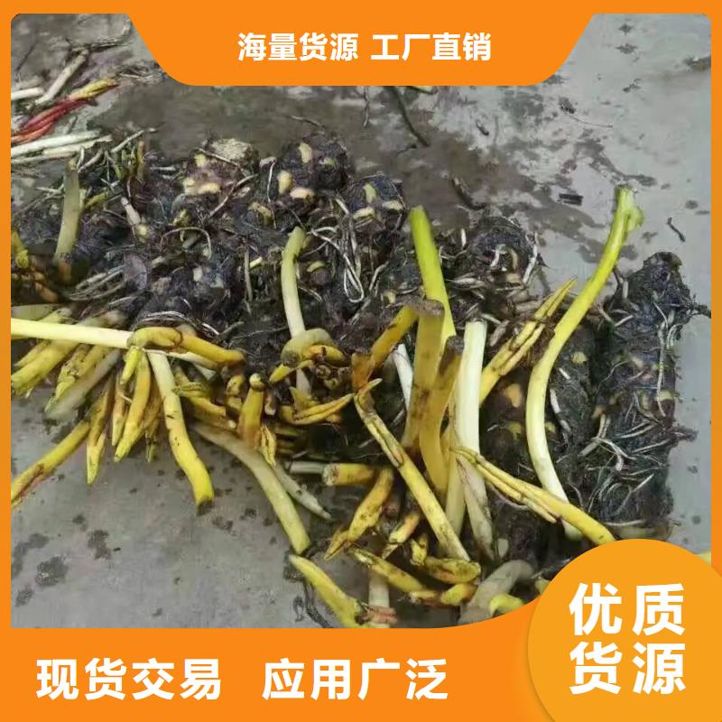 睡莲苗大花睡莲苗匠心品质