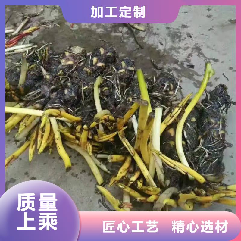 睡莲苗黄色睡莲苗实拍展现