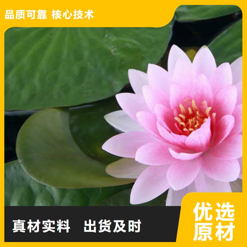 睡莲苗睡莲苗合作共赢