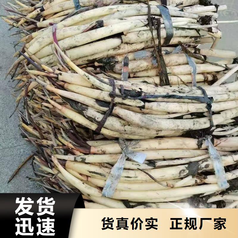 睡莲苗_粉色睡莲苗自有生产工厂