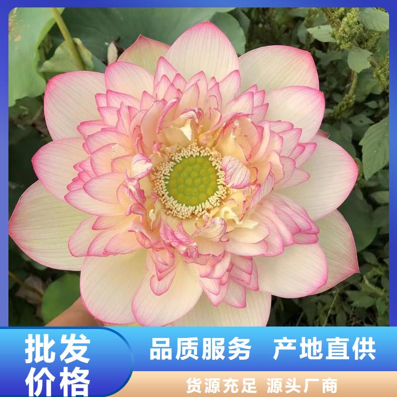 睡莲苗_荷花苗原料层层筛选