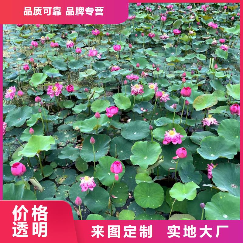 睡莲苗,微型睡莲苗当地货源