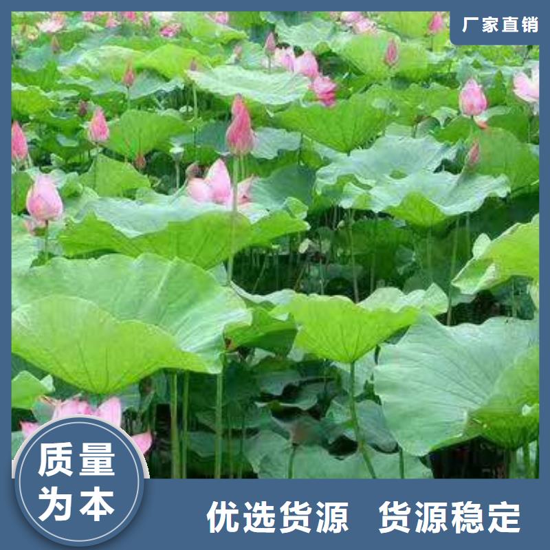 睡莲苗睡莲匠心品质