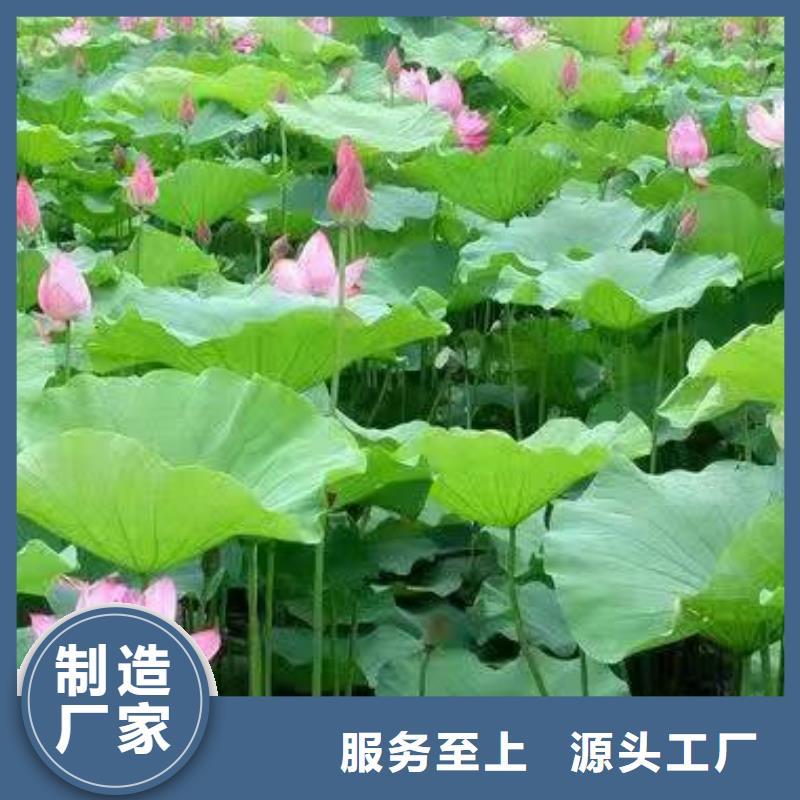 睡莲苗-进口睡莲苗物美价优