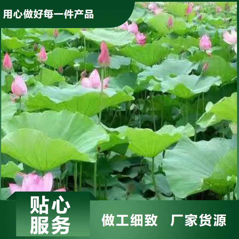 睡莲苗,鱼缸睡莲苗客户信赖的厂家