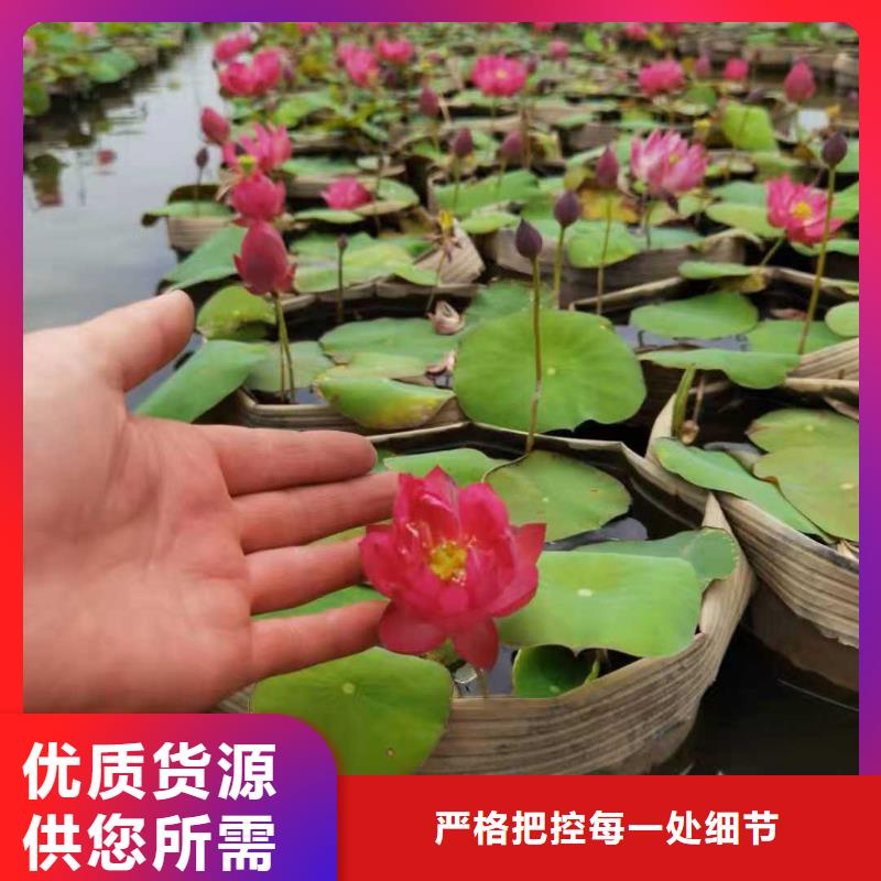 睡莲苗大花睡莲苗匠心品质