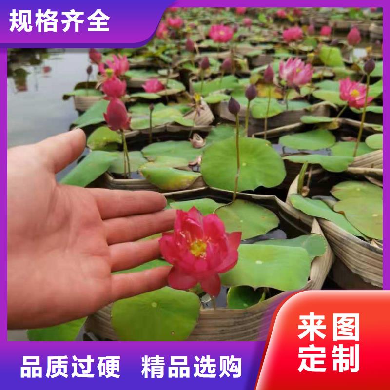 睡莲苗,鱼缸睡莲苗客户信赖的厂家