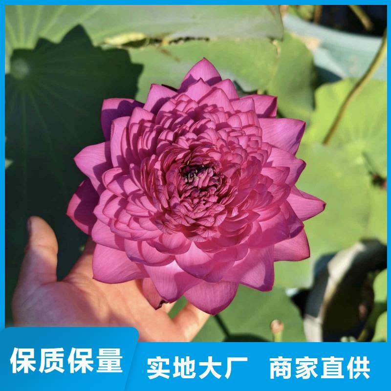 荷花苗重瓣莲花现货齐全售后无忧