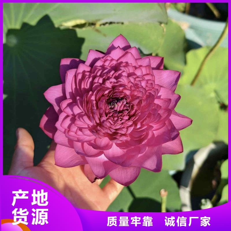 荷花苗重瓣莲花优良工艺