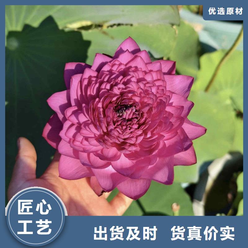 荷花苗莲花甄选好物
