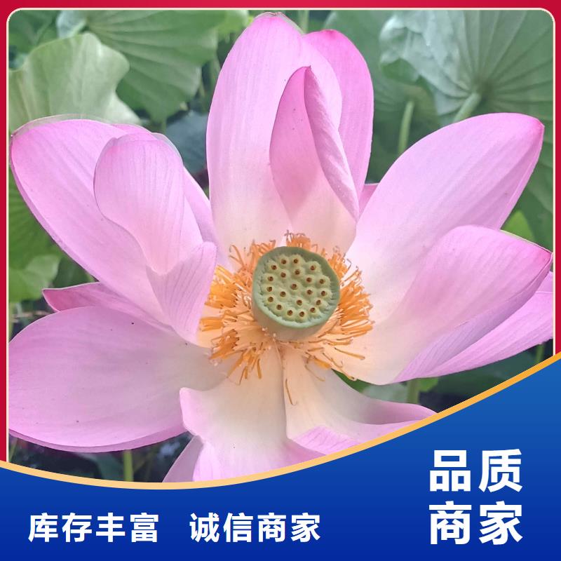 荷花苗耐寒莲花价格低