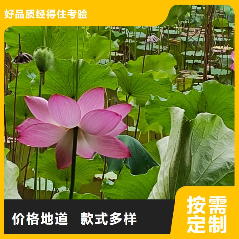 荷花苗-精品莲花一站式供应厂家