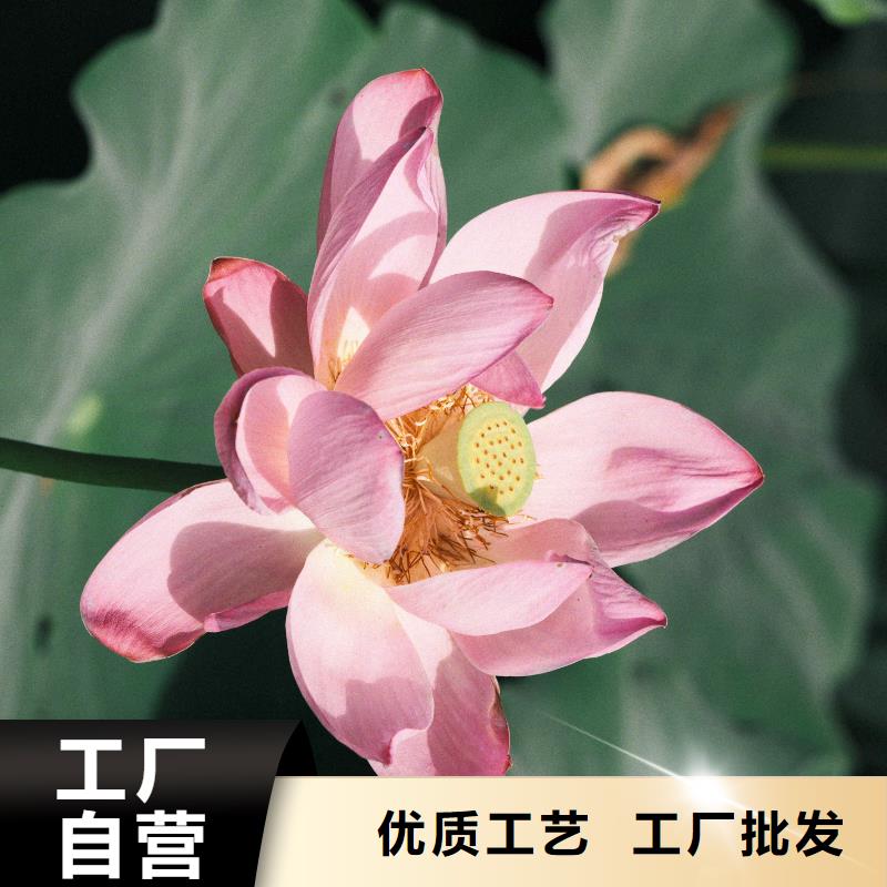 荷花苗,大型荷花多种规格库存充足