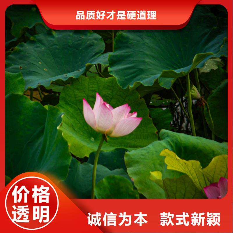 荷花苗挺水植物厂诚信经营