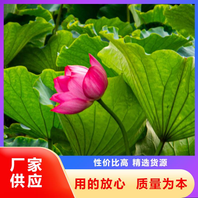 荷花苗,大型荷花多种规格库存充足