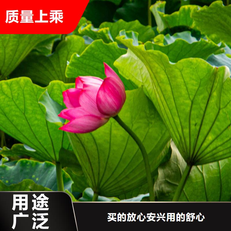 荷花苗,睡莲苗厂家十分靠谱