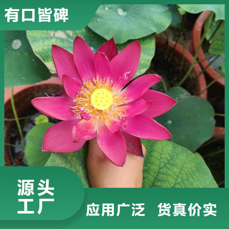 荷花苗_荷花苗保障