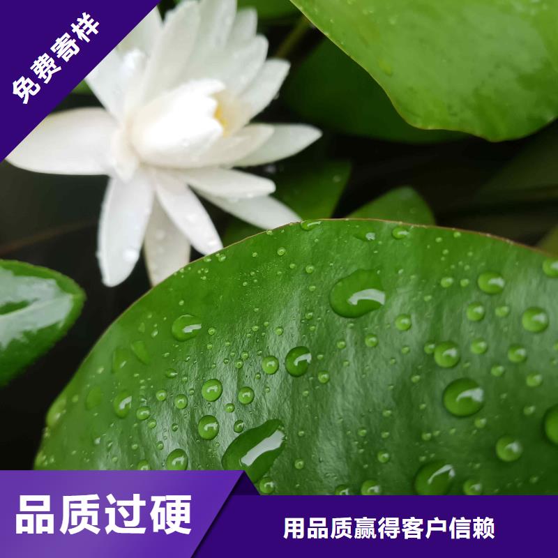 荷花苗-莲花种子质量无忧