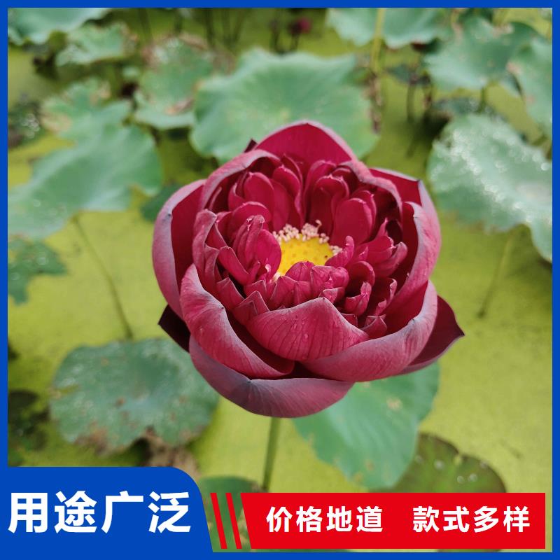 荷花苗,大型荷花多种规格库存充足