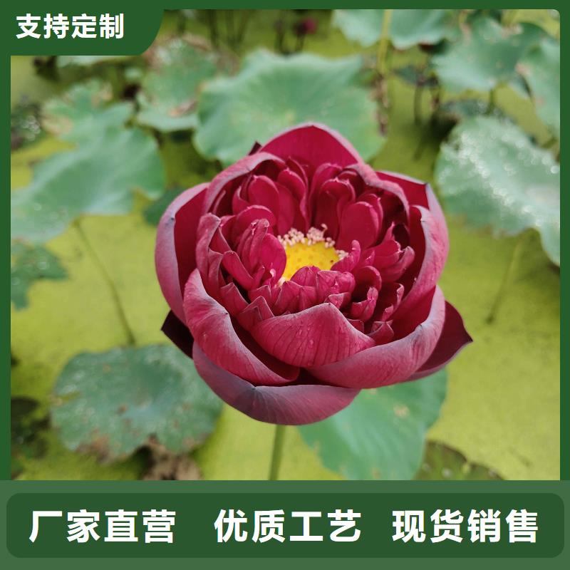 荷花苗荷花苗支持定制贴心售后