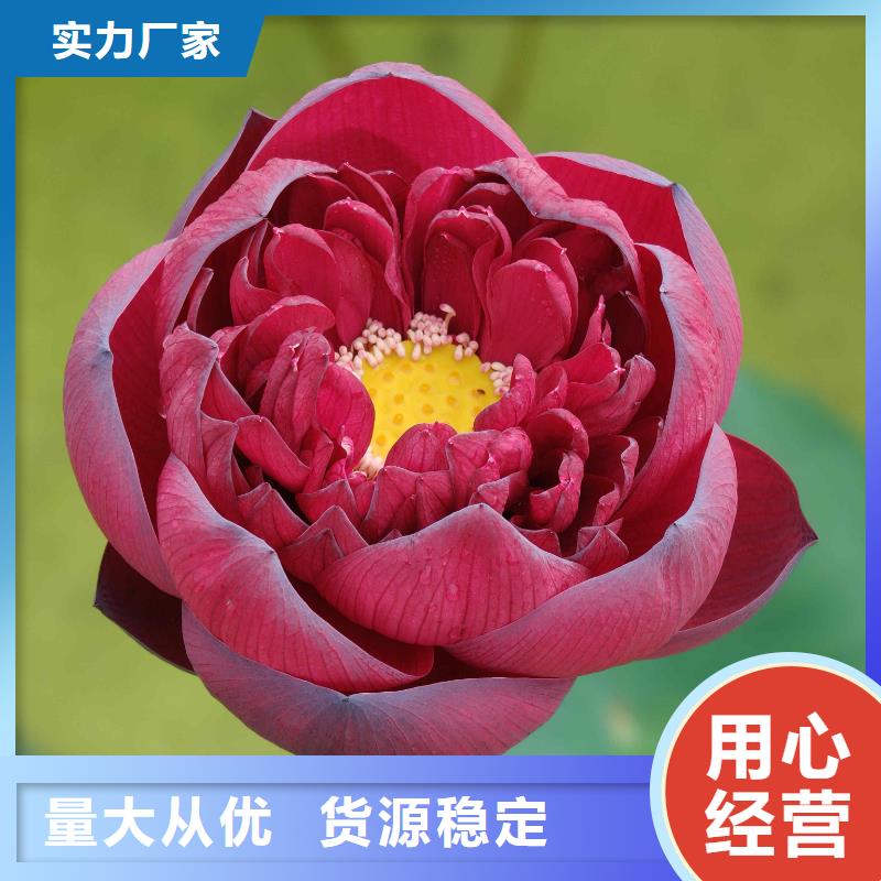 荷花苗,大型荷花多种规格库存充足