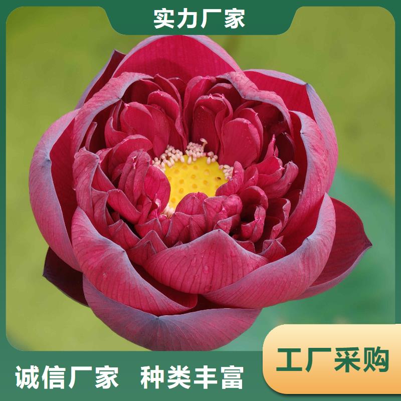 荷花苗-精品莲花一站式供应厂家