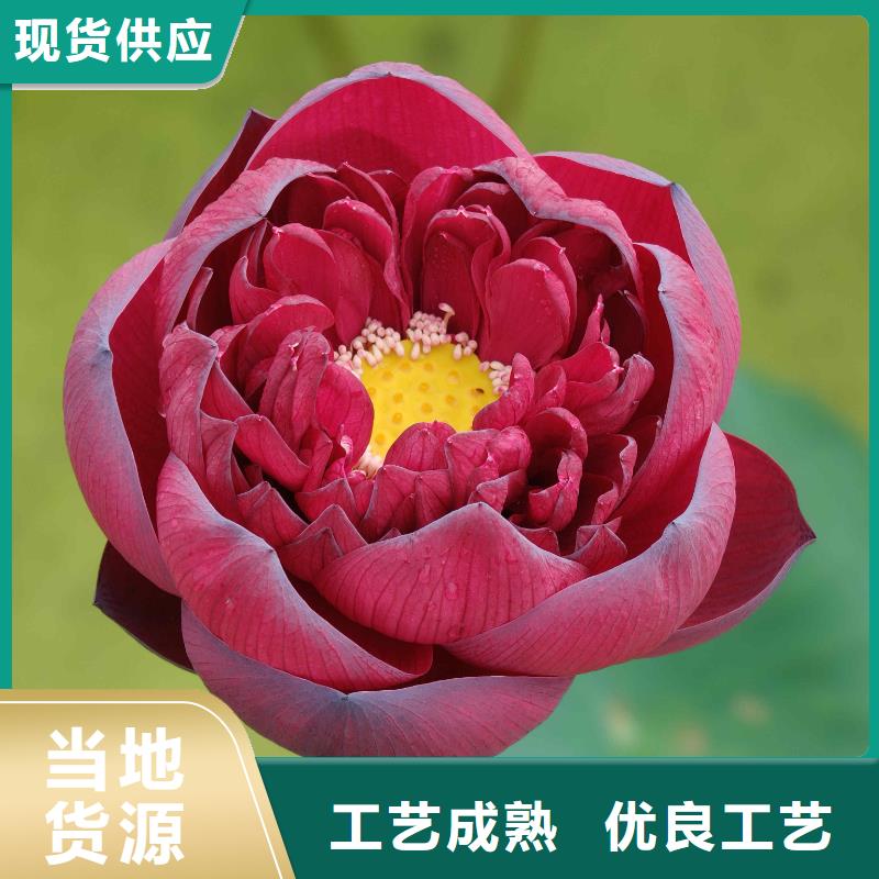 荷花苗莲花幼苗订制批发