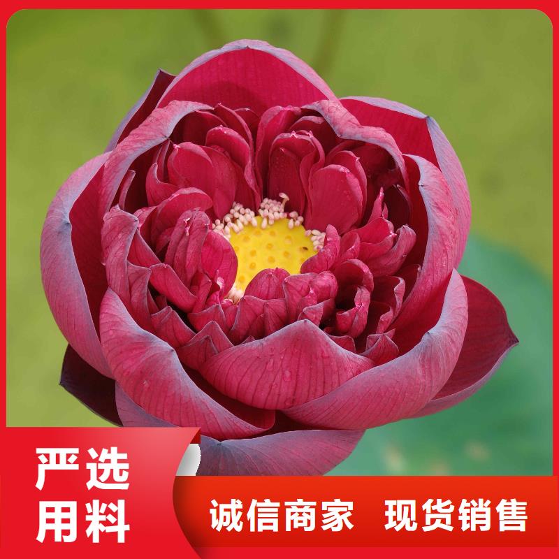 荷花苗莲花小苗物流配送