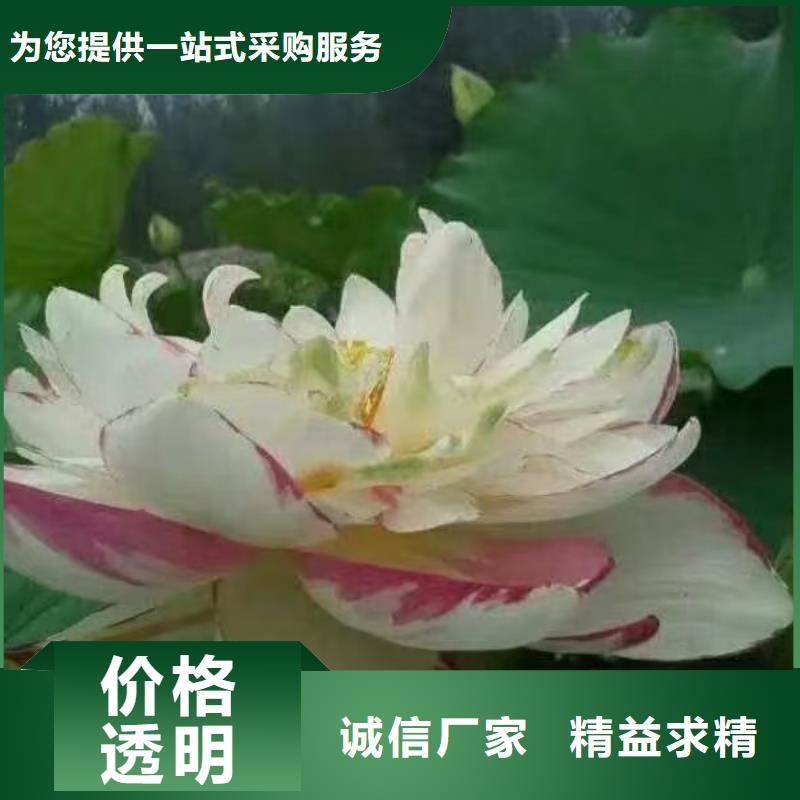荷花苗水生荷花源头工厂量大优惠