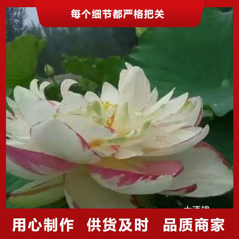 荷花苗耐寒莲花实地大厂