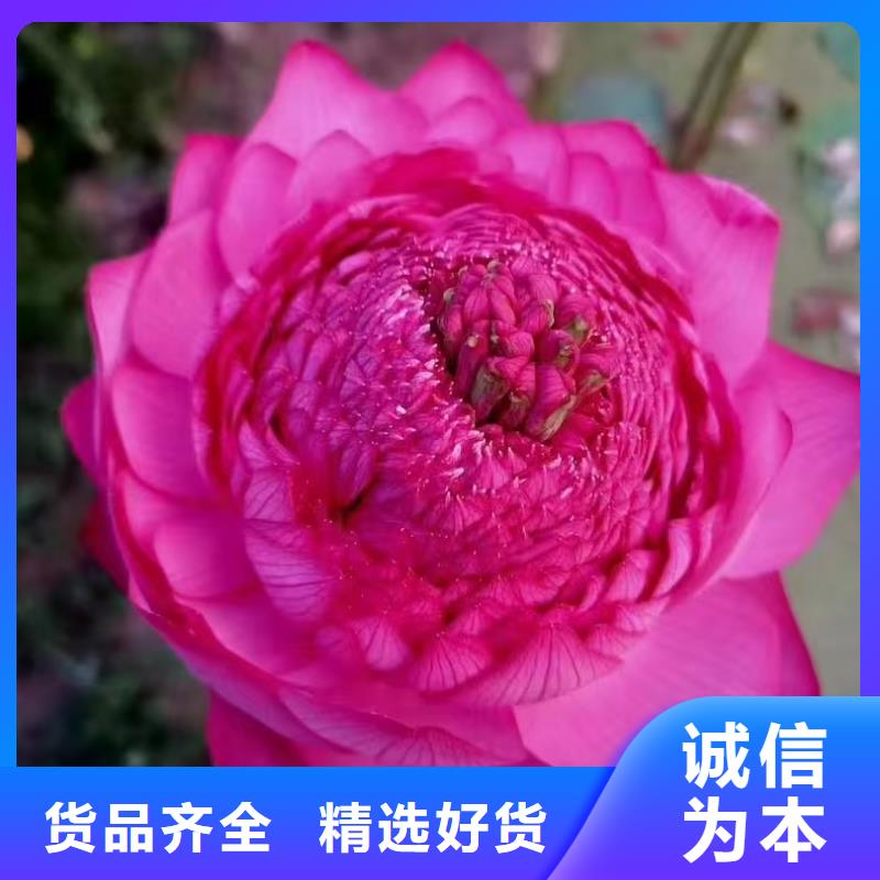 荷花苗水生荷花原料层层筛选