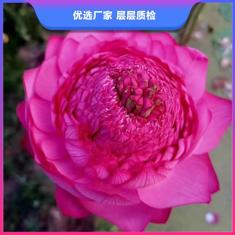 荷花苗盆栽莲花追求细节品质
