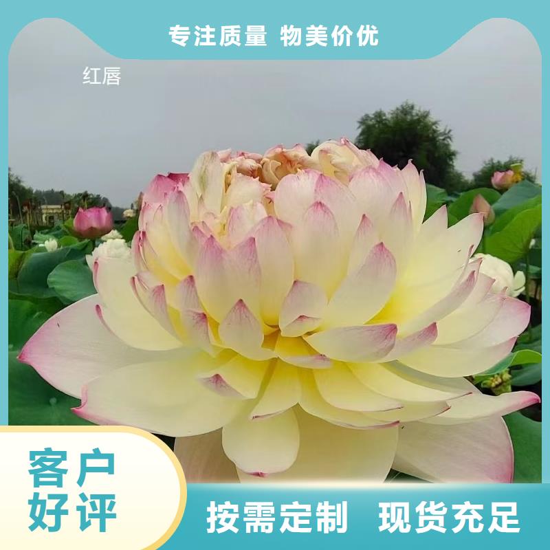 荷花苗,莲花小苗厂家案例